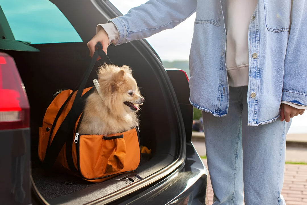 Comfortable Pet Carriers For Every Journey