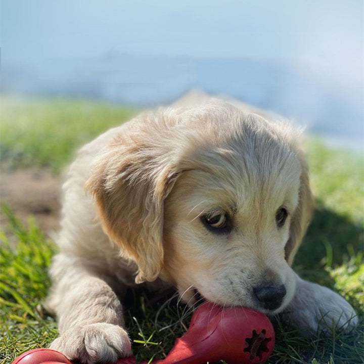 Why Your Dog Needs the Durable Pet Rubber Chew Toy