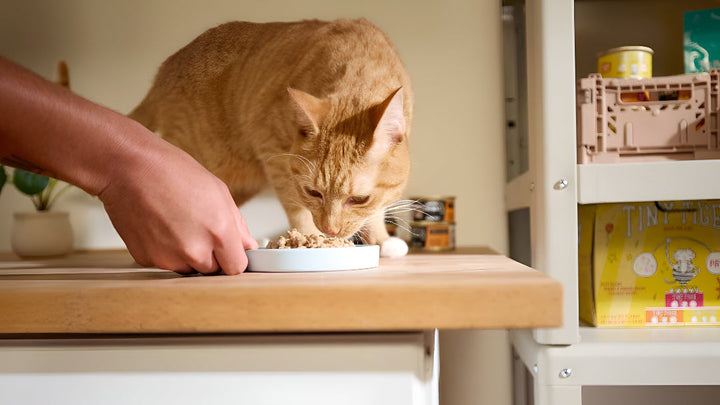 Pet Feeding Essentials For Happier Mealtimes